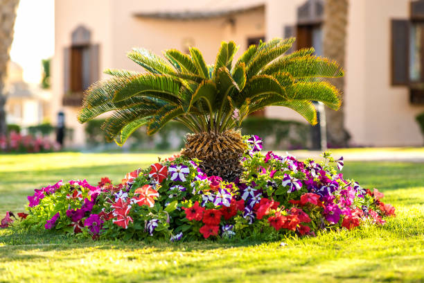 istock Small green palm tree surrounded with bright blooming flowers growing on grass covered lawn in tropic hotel yard. 1325716014