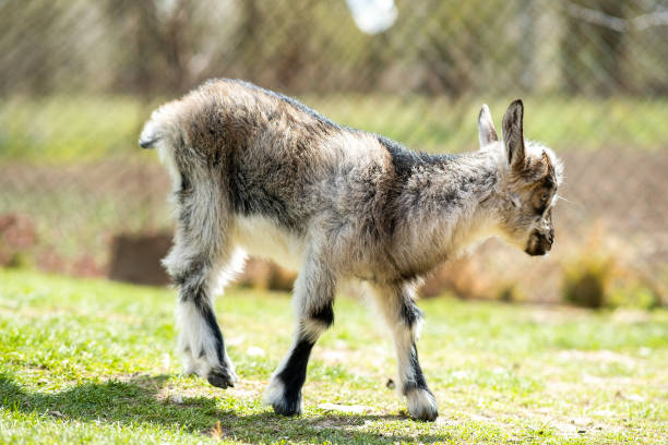 istock Young kid goat on farm yard in sunny summer day. 1325716068