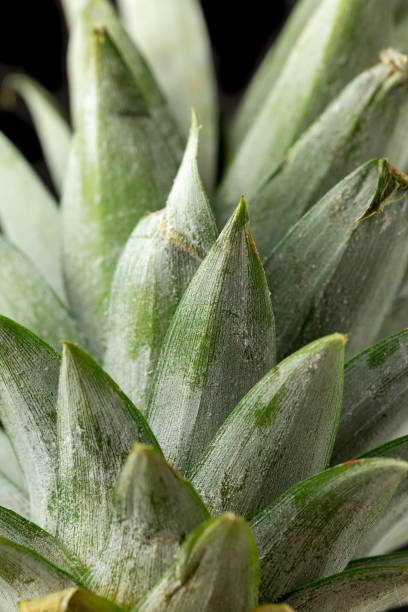 istock closeup green pineapple leaf texture, nature background, tropical leaf, large foliage 1325716665