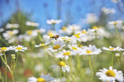 Bees and wildflowers