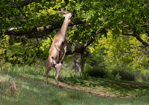 Red deer stag standing under trees and feeding off the leaves in woodland
