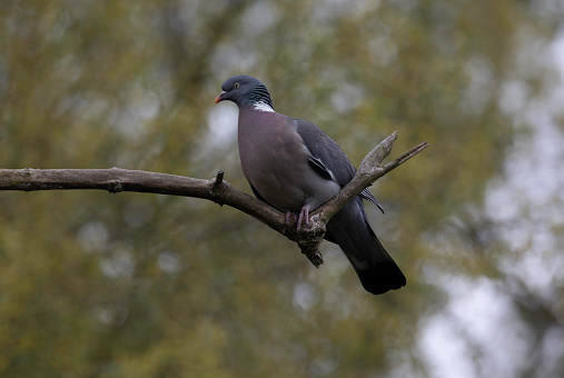 An image of a perched Wood Pidgeon