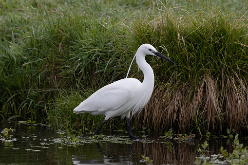 An image of a Little Egret on waters edge