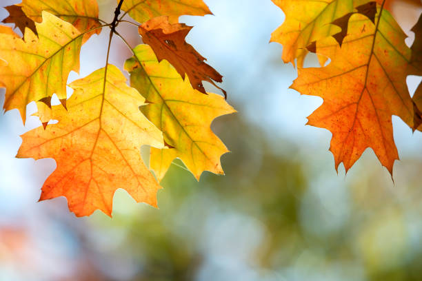 istock Close up of bright yellow and red maple leaves on fall tree branches with vibrant blurred background in autumn park. 1325718430