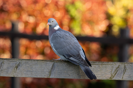 An image of a perched Wood Pidgeon