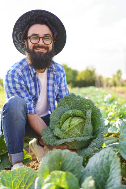 istock Harvesting curly cabbage in green field 1325719357