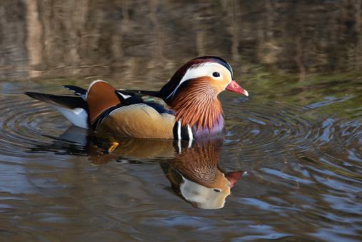 An image of a male mandarin duck on water with reflection