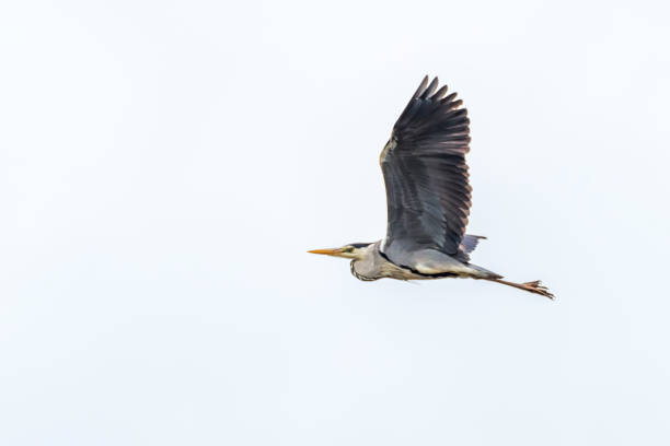 istock Grey Heron Flying in a Cloudy Sky 1325719684