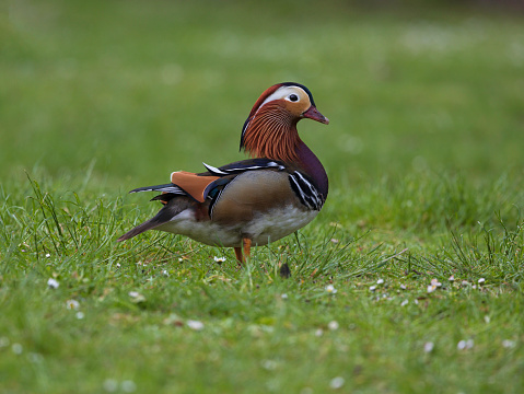 An image of  male mandarin duck displaying colourful feathers on grassland
