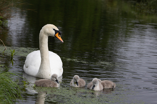 An image of an adult mute swan and its cygnets