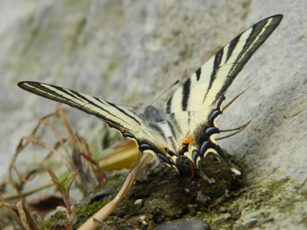 istock butterfly on the field - Maramures 1325720709