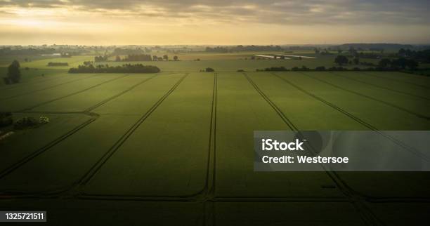 Barley Field From Above Stock Photo - Download Image Now - Barley, Agricultural Field, Aerial View