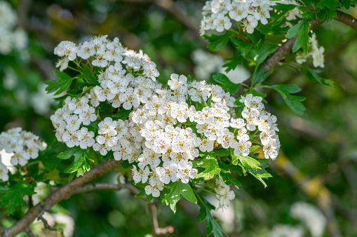 Crataegus laevigata hawthorn tree in bloom during springtime, branches with small green leaves and group of flowers and buds petals