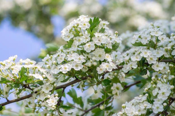 봄철에는 꽃이 만발한 라에비가타 산사나무, 녹색 잎과 꽃잎과 꽃잎이 있는 가지 - laevigata 뉴스 사진 이미지