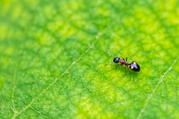 Dolichoderine 90+ Dolichoderus Stock Photos, Pictures & Royalty-Free Images - iStock