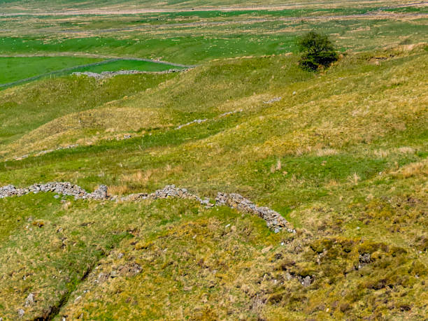 istock Single tree on a Cumbria sheepfarm. 1325721718