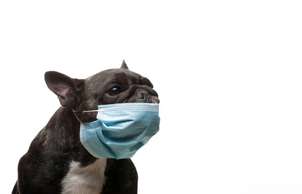 istock image of dog mask white background 1325721785