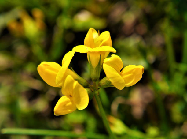 istock Yellow Bird’s-Foot Trefoil Flowers 1325722973