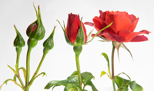 three red roses in differnt stages of growth in a studio on white