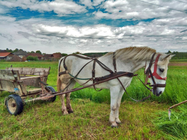 istock horse in the grass in Maramures 1325724412