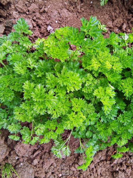 istock parsley in the garden - summer 1325724651