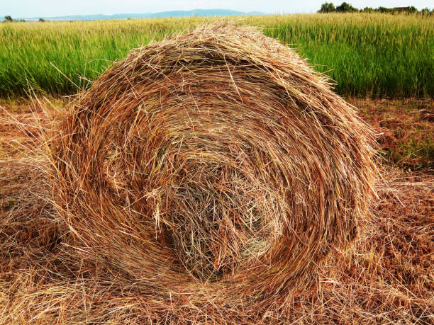 istock bale of hay in Maramures county 1325725424