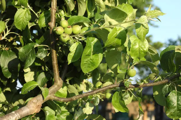 ripening new fruits on a branch of an apple tree grafted last year