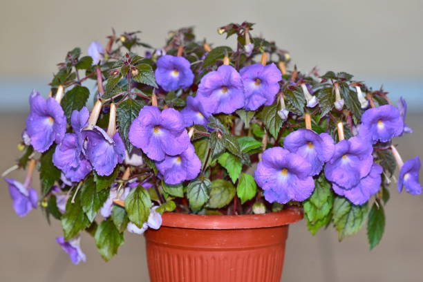 achimenes roślina z fioletowymi kwiatami w doniczce - gloxinia zdjęcia i obrazy z banku zdjęć