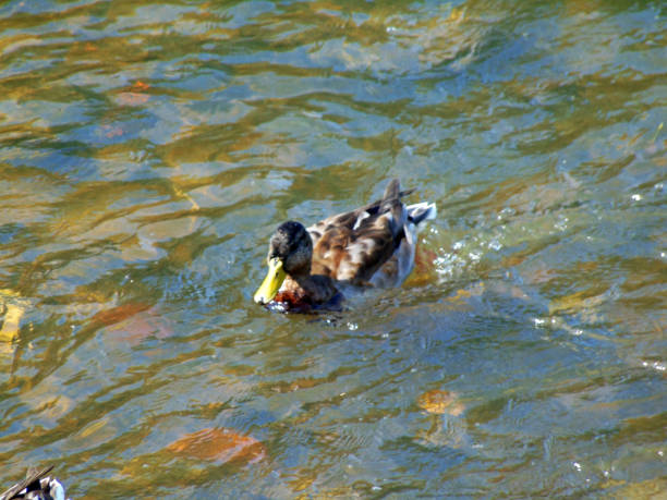 istock ducks on the river in Baia Mare city 1325728611