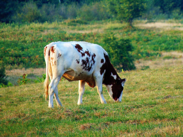 istock cow on the field in Romania 1325728687