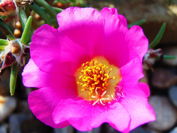 istock flower in the garden - Maramures 1325728716