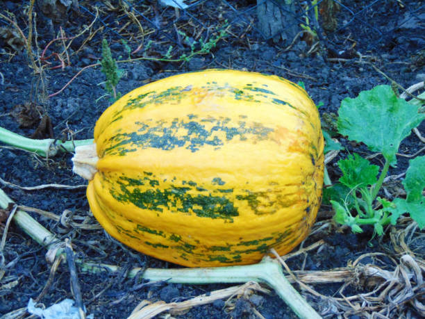 istock pumpkin on the field in autumn 1325728784