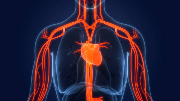 istock Human Circulatory System Heart Anatomy 1325730212