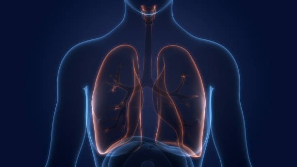 istock Human Respiratory System Lungs Anatomy 1325730274