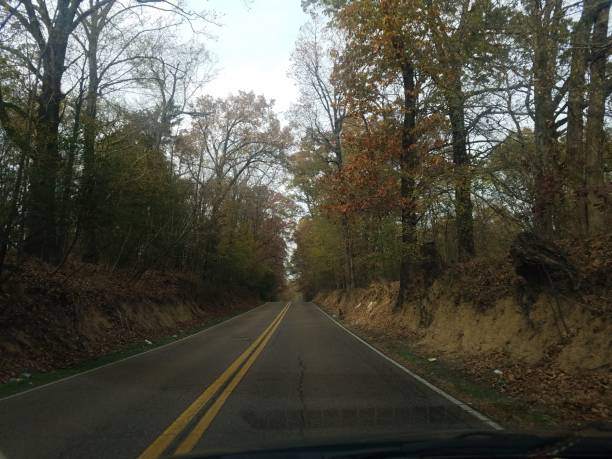 Wooded rural street
