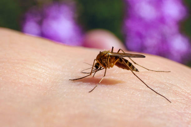 culex pipiens alimentándose de un huésped humano. macro de mosquito de la casa común chupando sangre. - mosquito malaria parasite biting insect fotografías e imágenes de stock