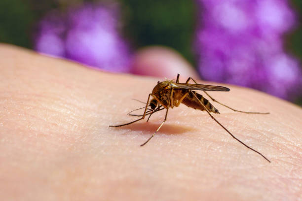 culex pipiens feeding on a human host. macro of common house mosquito sucking blood. - malaria imagens e fotografias de stock
