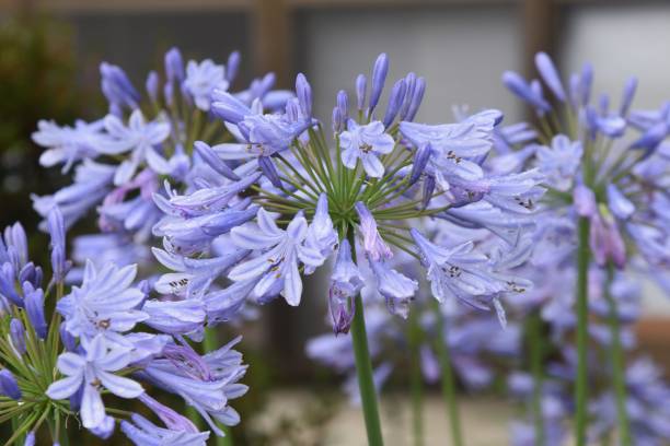 istock Agapanthus flowers. 1325731518