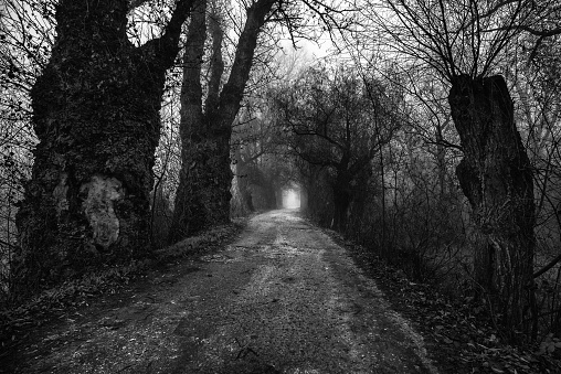 Spooky dark winter landscape in black and white showing road through forest.