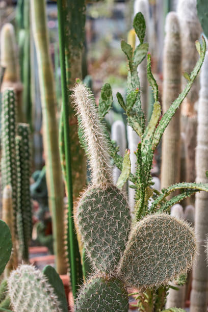 istock Collection of various tropical cactus and succulent plants in different pots. 1325734815
