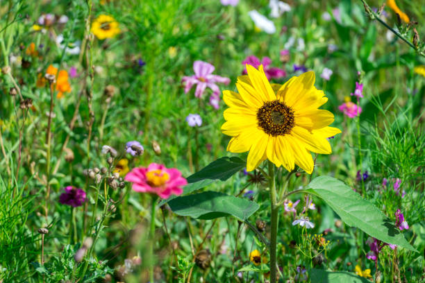 istock colorful meadow with wildflowers in summer 1325735099