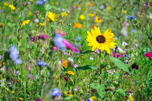 prado de colores con flores silvestres en verano - sunflower flower flower bed light fotografías e imágenes de stock