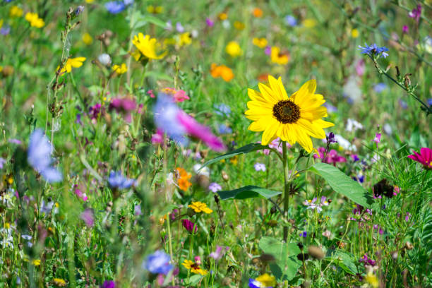 prairie colorée avec des fleurs sauvages en été - sunflower flower flower bed light photos et images de collection