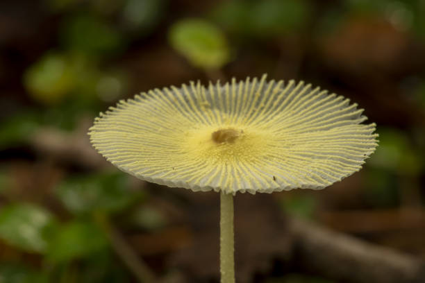 widok z boku falbanką, falistą białą i żółtą górą grzybów - mushrooms mushroom fungus fungi undergrowth zdjęcia i obrazy z banku zdjęć