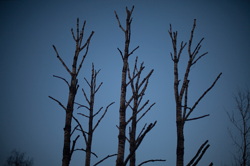 Dried trees against the evening sky. Old trees in gloomy darkness. the historical background of a dangerous forest.