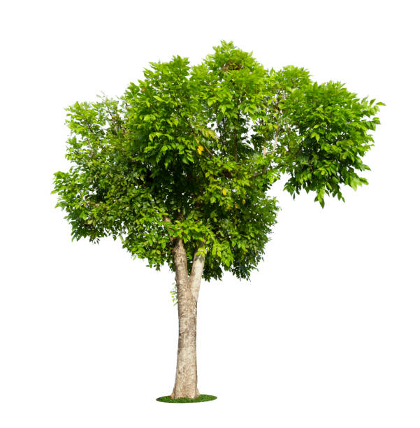 istock The freshness big green tree isolated 1325736287