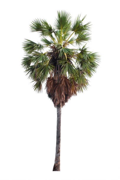 istock The freshness big Toddy palm or Sugar palm tree 1325736390