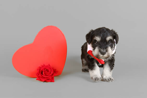 istock miniature schnauzer dog love theme 1325736565