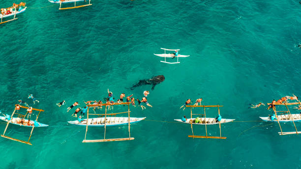 istock Oslob Whale Shark Watching in Philippines, Cebu Island 1325737390
