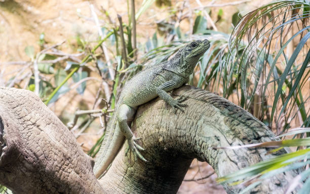 istock Common green iguana resting on a tree trunk in tropical environment 1325737473